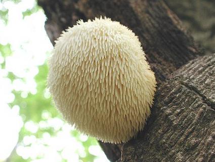 Nấm Hầu Thủ- Sự lựa chọn thông minh cho trí nhớ, tâm trạng và sự minh mẫn